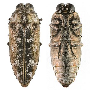 Ethonion cf. reichei Mallee, PL3558, female, alive with legs held tight against body, EP, 10.4 × 4.0 mm